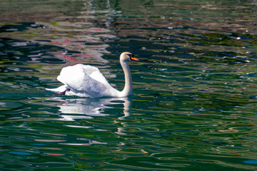 beautiful white swan swimming calmy in lake lucerne switzerland 