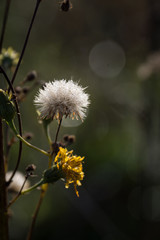 Obraz premium Dandelion