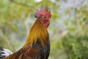 Chicken on bamboo which has background bokeh green