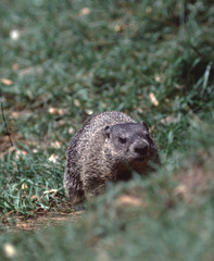 Naklejka na ściany i meble Groundhog (Marmota Monax)