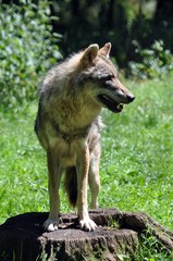 Obraz premium Wolf hält Ausschau