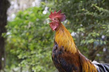 Chicken on bamboo which has background bokeh green