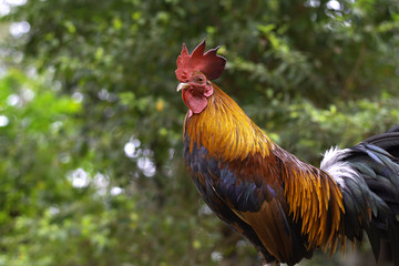 Chicken on bamboo which has background bokeh green