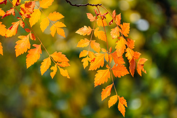 Obraz premium Żółte I Pomarańczowe Jesienne Liście Drzewa W Sezonie Jesiennym