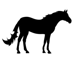 horse silhouette, on white background