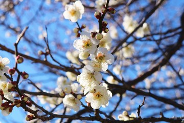 梅の花　白　とちぎ
