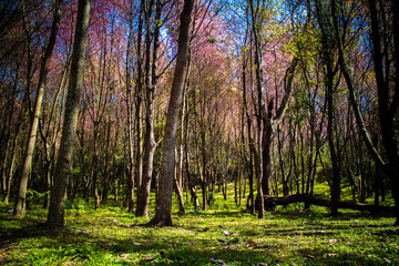 Beautiful Wild Himalayan Cherry (Prunus cerasoides, Sakura) forest