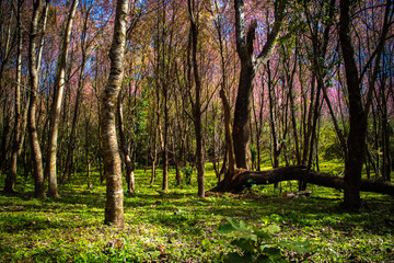 Beautiful Wild Himalayan Cherry (Prunus cerasoides, Sakura) forest