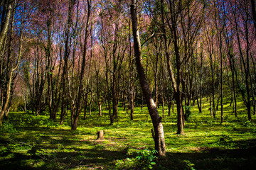 Beautiful Wild Himalayan Cherry (Prunus cerasoides, Sakura) forest