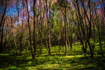 Beautiful Wild Himalayan Cherry (Prunus cerasoides, Sakura) forest