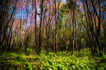 Beautiful Wild Himalayan Cherry (Prunus cerasoides, Sakura) forest