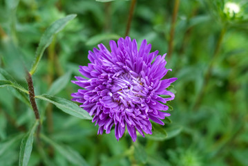 purple flower