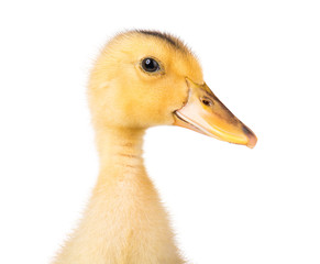 Head cute little yellow newborn duckling isolated on white background. Newly hatched duckling on a chicken farm - close-up portrait.