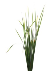Cane, reed leaves, isolated on white background