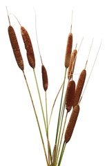 Common bulrush, reeds isolated on white background, clipping path - obrazy, fototapety, plakaty