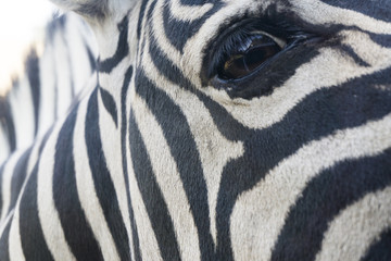 Fototapeta na wymiar Close up of a zebra with black and white stripes