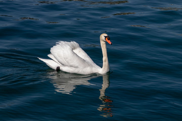 beautiful white swan swimming calmy in lake lucerne switzerland 
