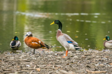 Indian Runner Duck, Anas platyrhynchos domesticus, male with yellow beak and orange legs, standing on grey stony lake shore between South African shelduck and mallard, green water in background