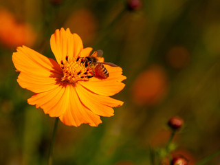 コスモスと蜂
