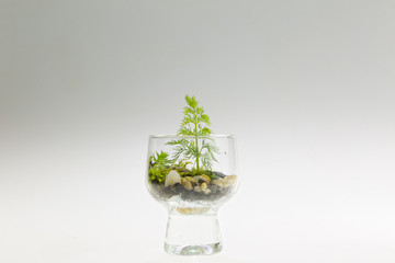 Terrarium plant arrangement in a drinking glass