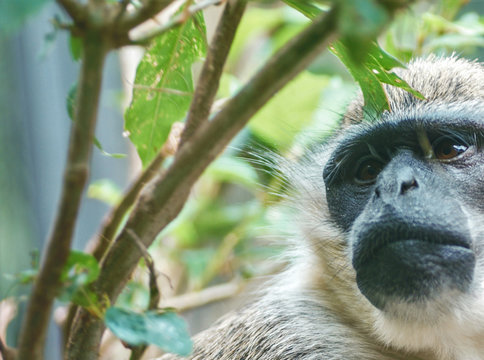 Singe Grivet