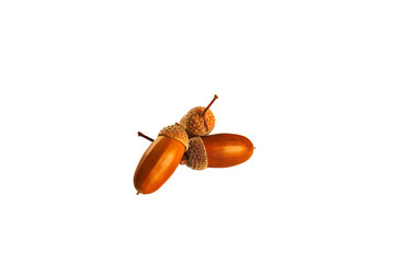 Acorns on a white background. Isolate