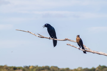 Great-tailed Grackle (male at left, female at right),  Quiscalus mexicanus, near Coba, Mexico