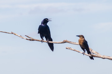 Great-tailed Grackle (male at left, female at right),  Quiscalus mexicanus, near Coba, Mexico