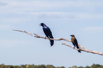 Great-tailed Grackle (male at left, female at right),  Quiscalus mexicanus, near Coba, Mexico