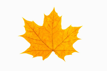 Naklejka na ściany i meble Red and yellow maple leaf as an autumn symbol as a seasonal themed concept as an icon of the fall weather on an isolated white background.