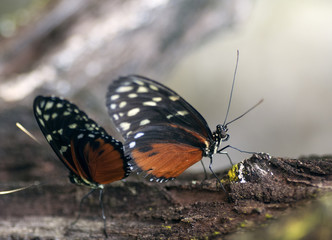 Fototapeta na wymiar Vie animale, accouplement de deux papillons.