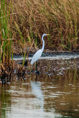 Great egret (Ardea alba) in the wildlife reserve Biotopo Monterrico-Hawaii, Guatemala