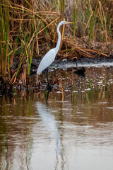 Great egret (Ardea alba) in the wildlife reserve Biotopo Monterrico-Hawaii, Guatemala