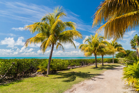 Palms at a coast of Caye Caulker island, Belize