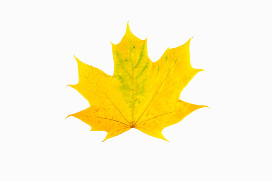 Red and yellow maple leaf as an autumn symbol as a seasonal themed concept as an icon of the fall weather on an isolated white background.