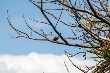 Inca dove (Columbina inca) near Atitlan lake, Guatemala