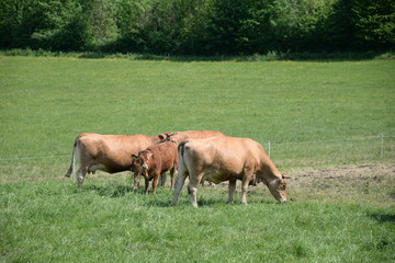 Kühe im Kochertal