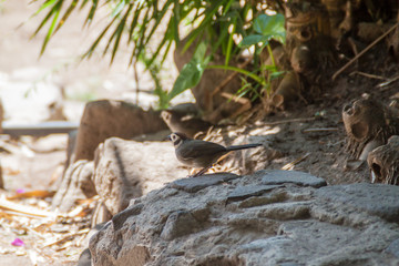 Prevost's ground sparrow (Melozone biarcuata) near Atitlan lake, Guatemala
