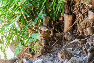 Prevost's ground sparrow (Melozone biarcuata) near Atitlan lake, Guatemala