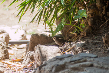 Prevost's ground sparrow (Melozone biarcuata) near Atitlan lake, Guatemala