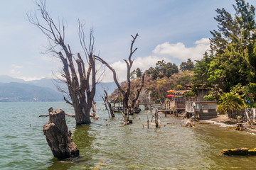 Partially submerged trees near San Marcos La Laguna village, Guatemala