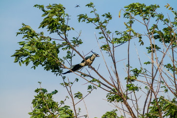 White-throated magpie-jay (Calocitta formosa) on Ometepe island, Nicaragua