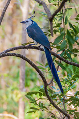 White-throated magpie-jay (Calocitta formosa) on Ometepe island, Nicaragua