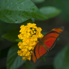 Dryas iulia, le flambeau, lépidoptère (Lepidoptera). Couleurs orange, rouge et noir