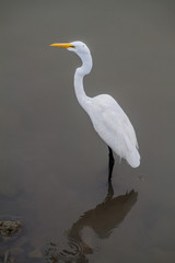 Great egret (Ardea alba) at San Juan river, Nicaragua
