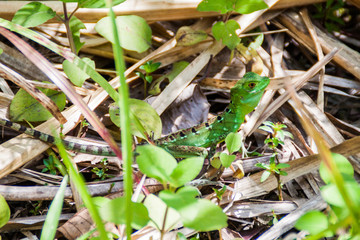 Plumed basilisk (Basiliscus plumifrons), also called commonly the green basilisk in National Park Arenal, Costa Rica