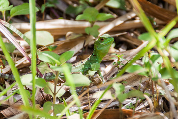 Plumed basilisk (Basiliscus plumifrons), also called commonly the green basilisk in National Park Arenal, Costa Rica