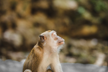 Obraz premium Affe auf Felsen, Höhle