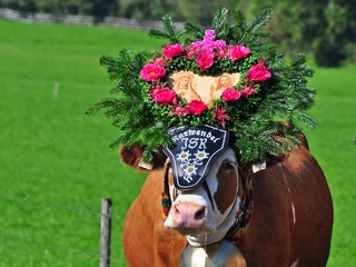 Almabtrieb Pertisau, Karwendel, Tirol