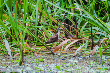 Northern jacana (Jacana spinosa) in Tortuguero National Park, Costa Rica